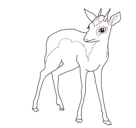 Male Dik Dik Coloring Page